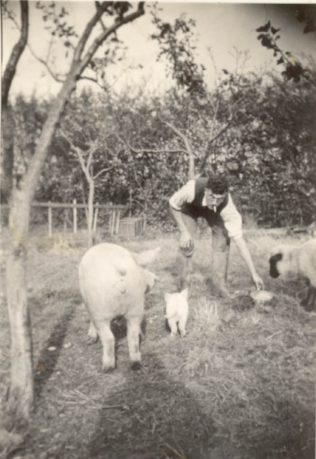 Lionel Ellis feeding his pigs