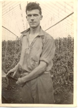 Lionel Ellis watering the tomatoes in his greenhouses